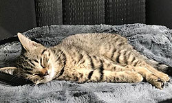 mila-the-cat-recovering