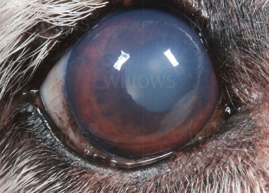 senile-endothelial-degeneration-close-up-eye