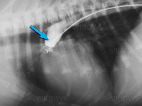 patent-ductus-arteriosus-scan-diagram