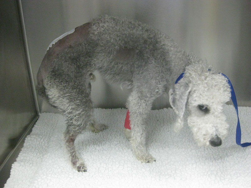 is-my-pet-in-pain-dog-recovering