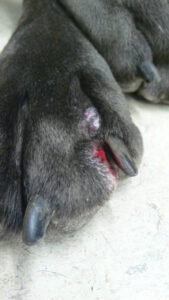 pododermatotis-dog-paw