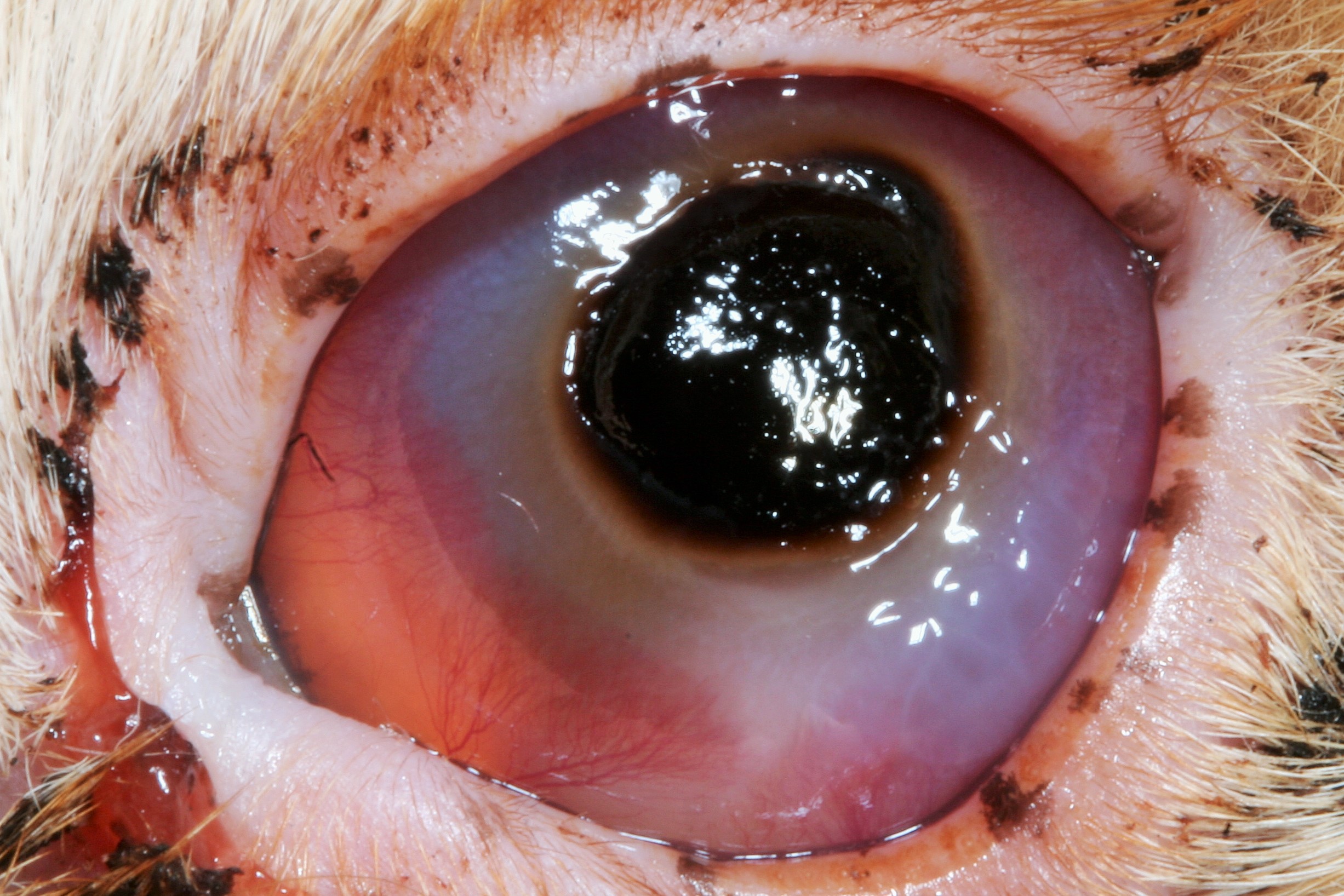 corneal-sequestrum-close-up