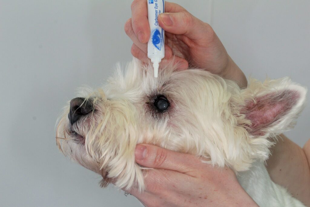 Applying eye ointment1