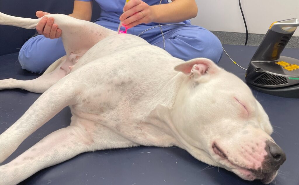 holly the dog sleeping