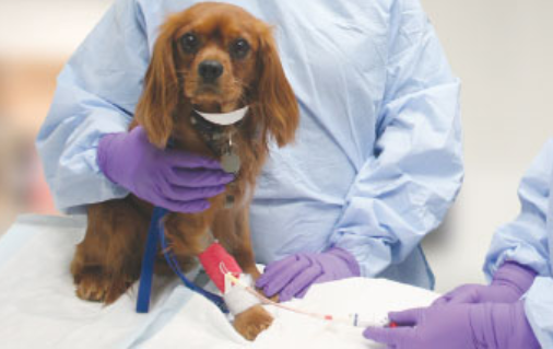 brown dog having chemotherapy treatment via an IV in its leg