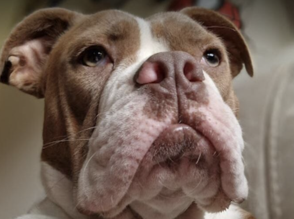 Beryl the dog looking up at the camera