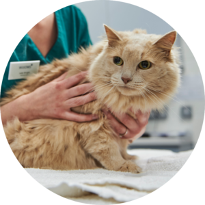 cream coloured cat being held