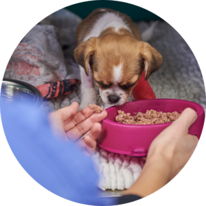 small dog being encouraged to eat food from a pink bowl