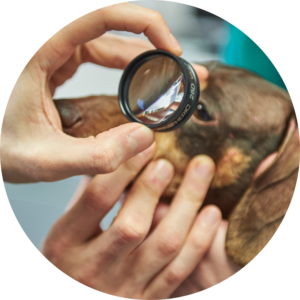 dog's eye being examined