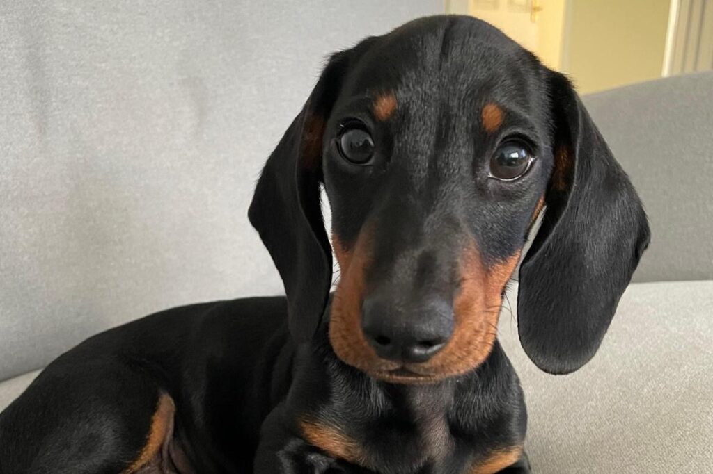 norman - black and brown dog pre op, sitting down looking at the camera