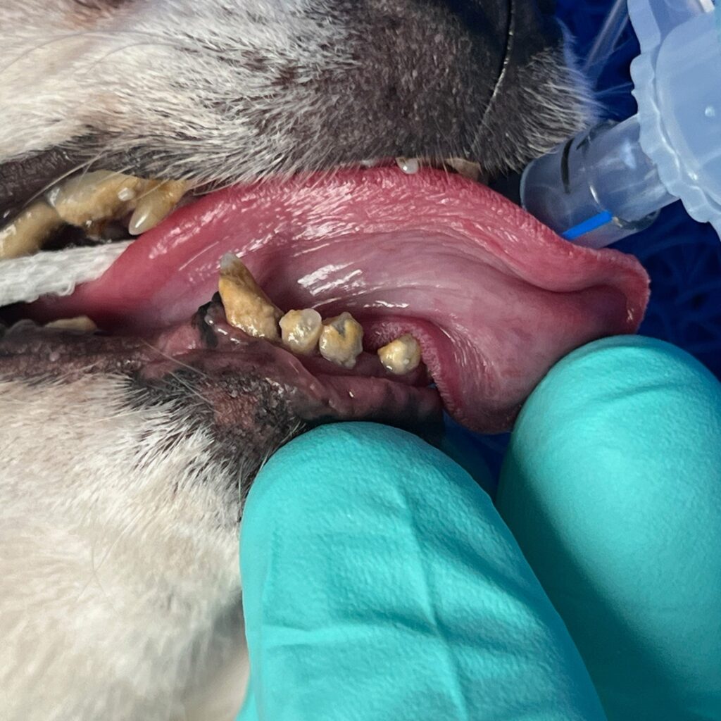 A close up image of a chihuahua's mouth during dental surgery with an anaesthesia tube and the dog's tongue protruding. The dog's teeth are severely decayed.