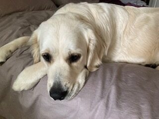 An image of a golden retriever puppy following eye surgery lying on a bed. Her head is resting on her front paws.