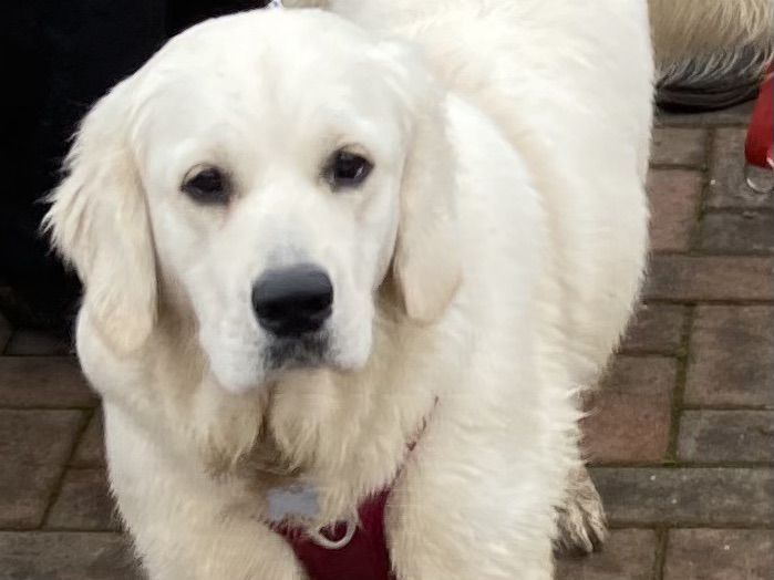An image of a golden retriever puppy stood looking up at the camera.