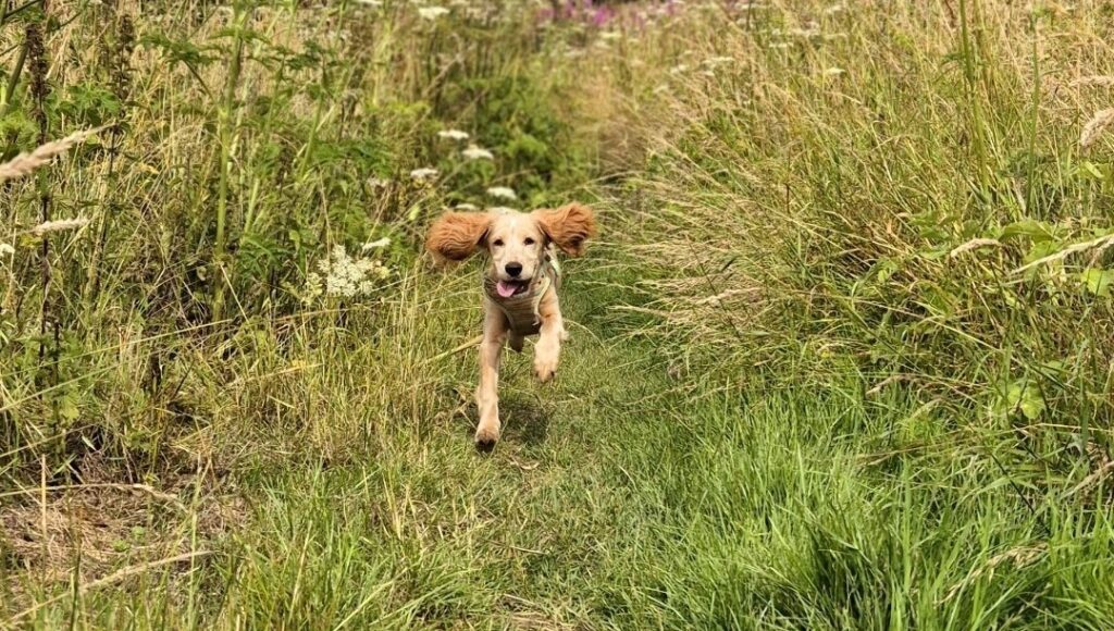 An image of a golden sprocker puppy running along a path through long grass towards the camera