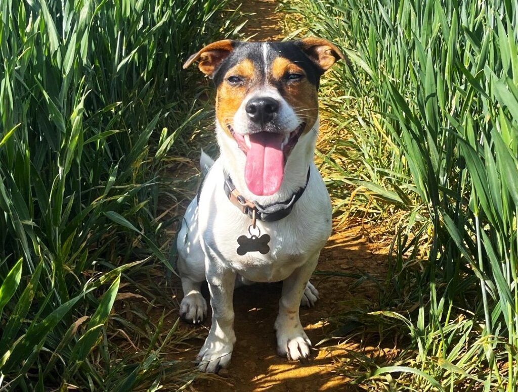 An image of a Jack Russell puppy sitting in a field surrounded by long grass. He has a white body and black and orange markings and looks very happy.